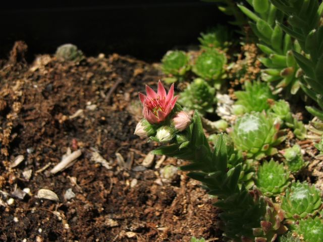 Click for original image