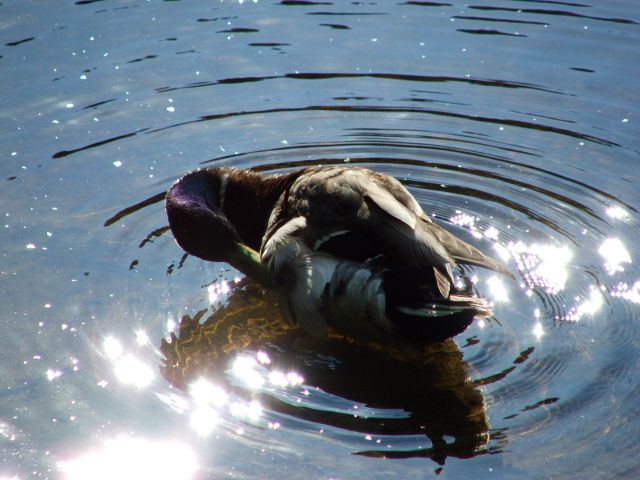 Click for original image