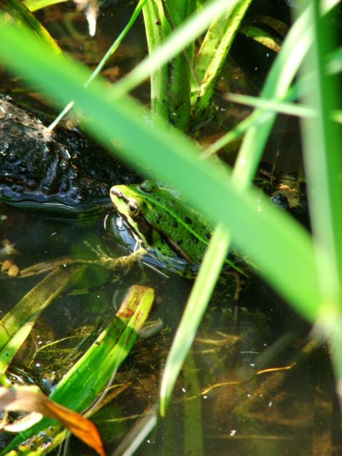 Click for original image