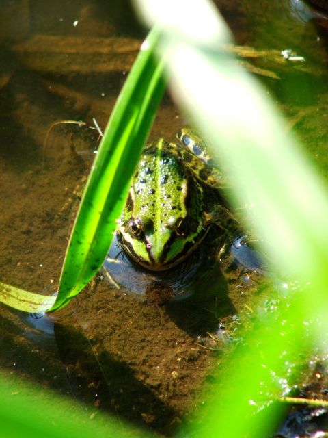 Click for original image